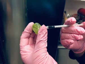 Beth injects a grape with Koolaid.